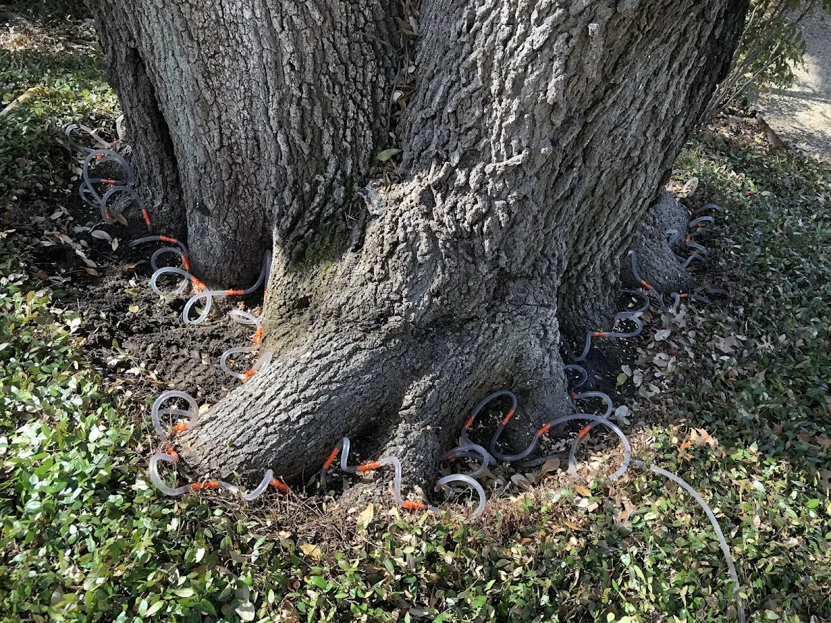 Detailed Tree Cabling and Bracing job site in Pond Gap