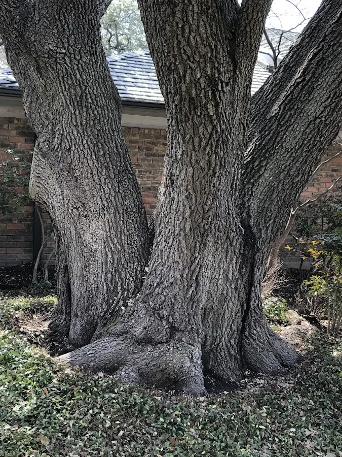 Mature heritage tree close to a Pond Gap property cared for by certified arborists